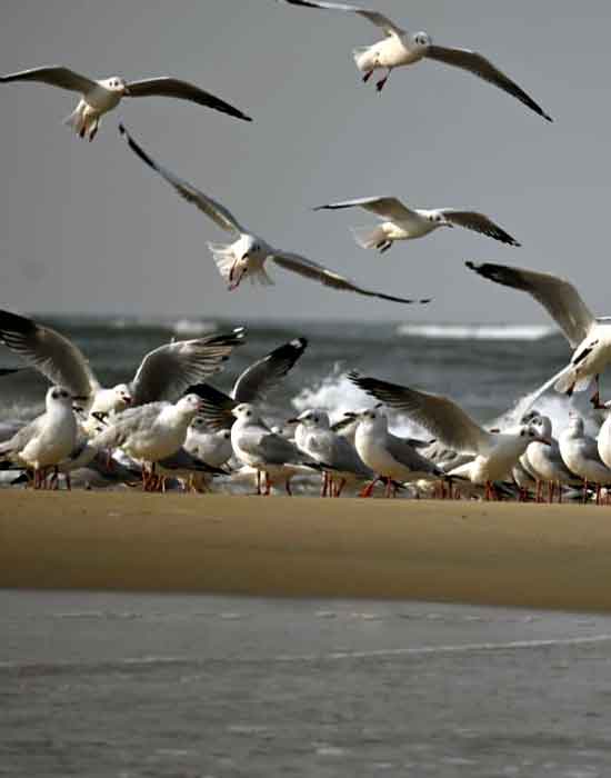 Sea Gull Island - BOATING IN TARKARLI