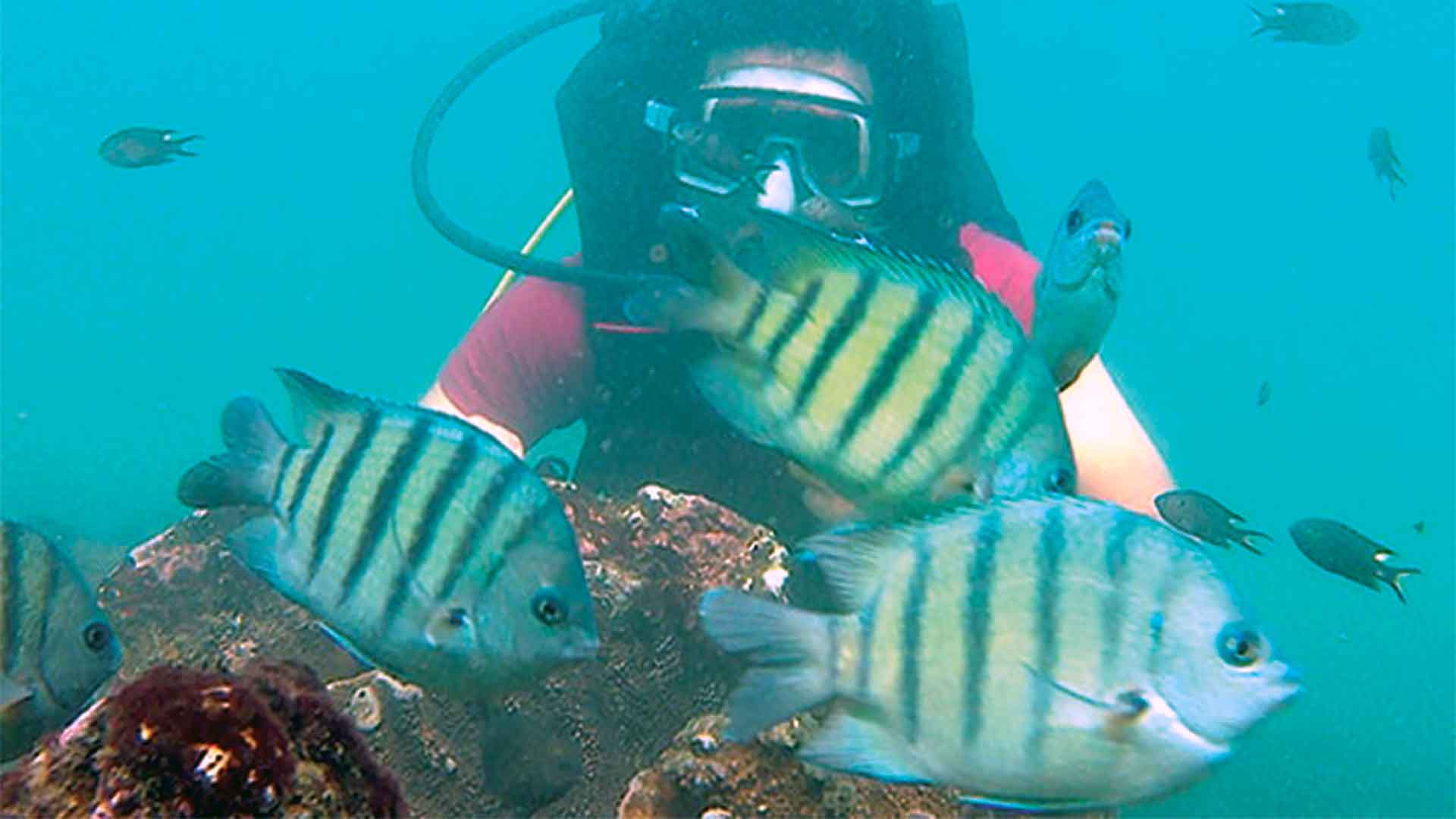 SCUBA Diving in Tarkarli