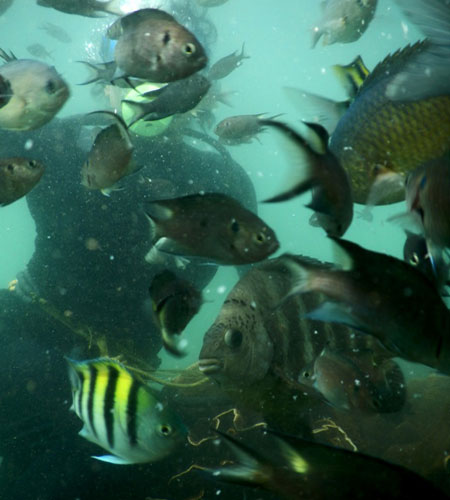 SCUBA Diving in Tarkarli